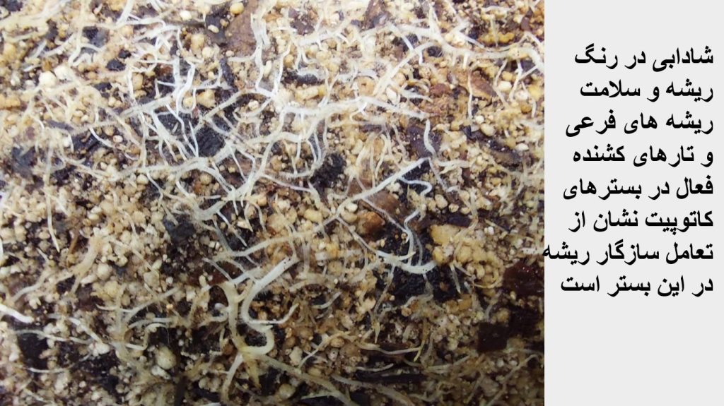 Screenshot 2025-03-02 110612