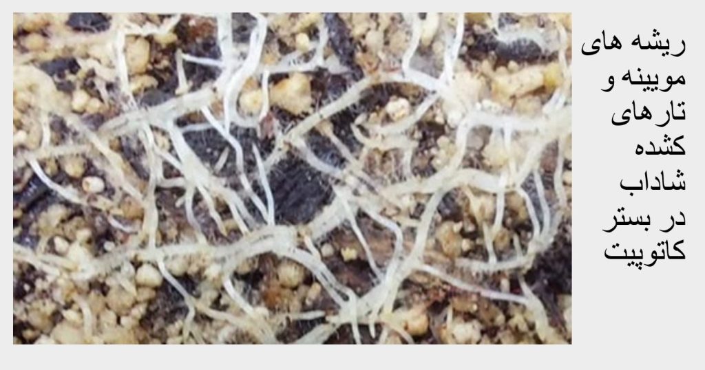 Screenshot 2025-03-02 110623